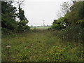 Clearing for overhead power line