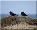 NX4604 : Choughs at the Point of Ayre by James T M Towill