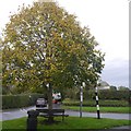 Triangle and tree, Acton Bridge