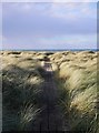 NX4003 : Boardwalk through the dunes, Rue Point by James T M Towill