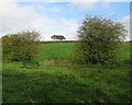 Trowell: fields by the former canal