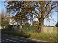 Horse chestnut tree on the B656