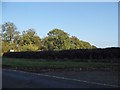 Hedgerow by the B656 near Knebworth