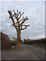 Roadside tree in Newick