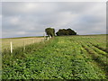 Fence line dividing field near Court at Street