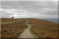SJ1465 : Offa's Dyke Path near Moel Llys-y-coed by Jeff Buck
