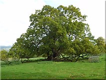 SO6854 : Oak tree in Brockhampton Park by Philip Halling