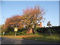 Autumn leaves on Park Way, Hitchin