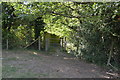 Footpath enters the woods