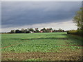 Field of oilseed rape and Howe Farm