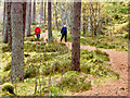 Walking a dog in Culbokie Wood