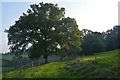 Sedgemoor : Grassy Field