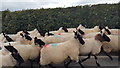 Sheep on the Road near Talgarth Manor