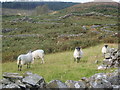 J1809 : Black faced sheep on a patch of pasturage below the Deserted Village by Eric Jones