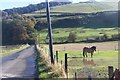 Horse at Parkhill