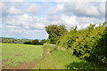 Hedge, West Bedfordshire Ridge