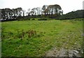 Rough grazing near Breoch Lodge