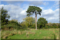 Pine tree, recreation ground, Stanwell