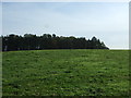 Grassland towards the Rookery woodland