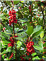 Holly Berries