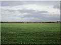 Field of oilseed rape at Welton