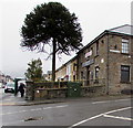 Monkey puzzle tree and telecoms cabinets on a Treherbert corner