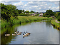 Caldon Canal north of Milton, Stoke-on-Trent