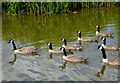 Canada geese north of Milton, Stoke-on-Trent