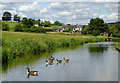 Canal and farmland, Norton-in-the Moors, Stoke-on-Trent