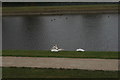 View of swans and ducks in the River Lea Navigation from the path next to the Lockwood Reservoir