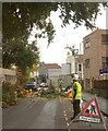 Tree cutting, Hampton Park