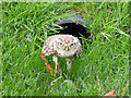 SE6083 : Burrowing Owl at NCBP by David Dixon