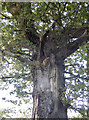 Gnarled oak on East Dundry Road