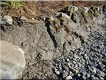 J2105 : The basal mud and boulder pavement facies at Cooley Point by Eric Jones