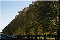 View of the sun playing on a line of trees in St. James