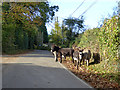 Donkeys by the road, London Minstead