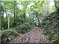 Footpath above the River Tavy near Ludbrook