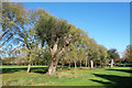 Line of Trees in Roxbourne Park