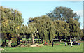 Tree Pruning in Newton Park