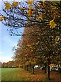 Trees on Whitchurch Common