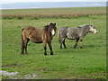 Ponies on the Llanrhidian Marshes