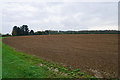 Planted field on Kingham Hill