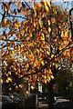 Cherry leaves, Limerick Road, Bristol