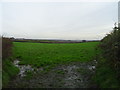 Field near Gelli Groes