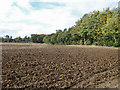 Ploughed field and woodland, Betteshanger