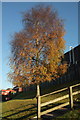 Tree by Broomhill Way, Torquay