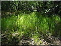 Elmstead Woods Long Grass