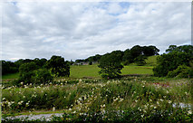 SJ9553 : Staffordshire pasture near Denford by Roger  D Kidd