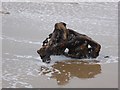 NZ6621 : Sculptural driftwood on Saltburn Sands by Oliver Dixon