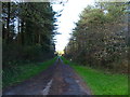 Track into Penybedd Wood